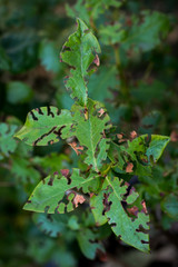 Leaf of blueberry plant with holes, eaten by pests. Gardening problem concept.