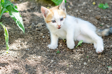  Cats playing in the garden