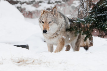 comes out from under the Christmas tree. gray wolf female on white snow in winter forest.