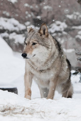 Peeks out from behind a hill. gray wolf female on white snow in winter forest.