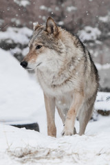 Curious gray wolf female on white snow in winter forest.