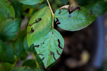 Leaf of blueberry plant with holes, eaten by pests. Gardening problem concept.