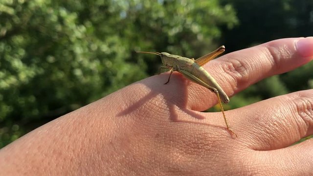 Green Grasshopper sitting on hand pov, wonderful nature, world