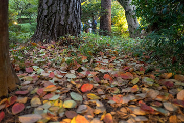 落ち葉の絨毯