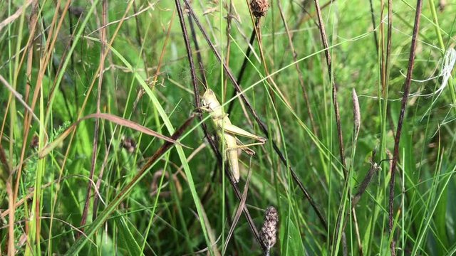 Green Grasshopper sitting on grass