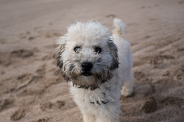 Beautiful and small dog portrait on the beach