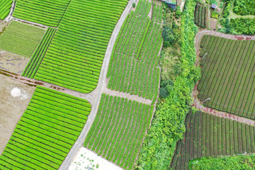 空撮した茶畑