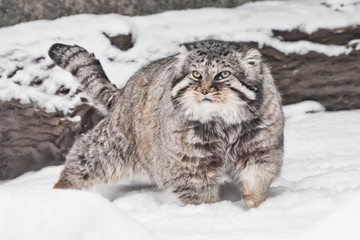 Proudly paces against the background of a log. brutal fluffy wild cat manul on white snow.