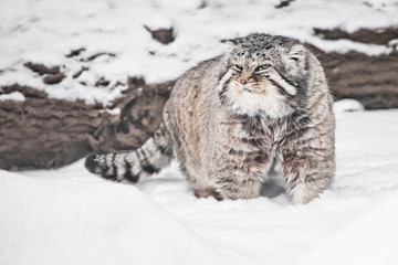 Proudly paces against the background of a log. brutal fluffy wild cat manul on white snow.