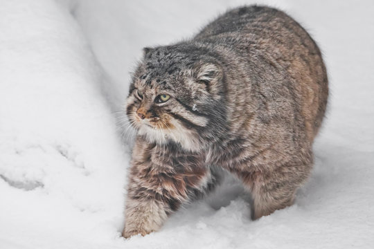 brutal fluffy wild cat manul on white snow.