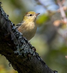 Bay-breasted Warbler
