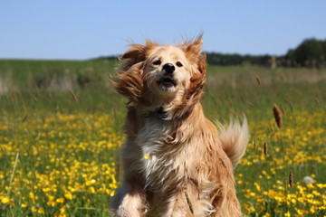 Golden retriever mix in the jump between yellow flowers in the meadow