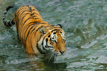 Fototapeta na wymiar Sneaking up. young tiger with expressive eyes walks on the water (bathes), a possible bright body of a predator close-up.