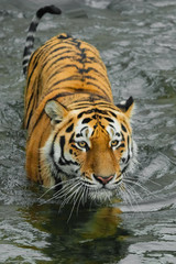 Fototapeta na wymiar Red beast in black water.young tiger with expressive eyes walks on the water (bathes), a possible bright body of a predator close-up.