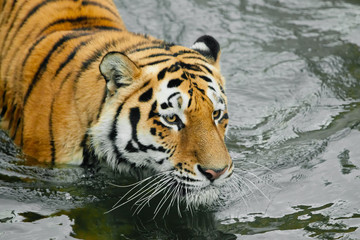 Fototapeta na wymiar tiger head in dark water. Young tiger with expressive eyes walks on the water (bathes), Predator's muzzle close-up.