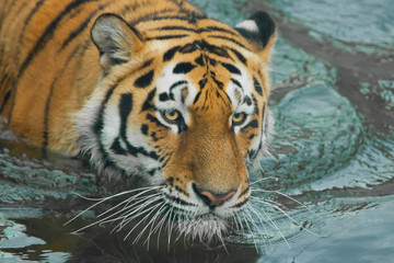 Fototapeta na wymiar Harsh powerful tiger head. Young tiger with expressive eyes walks on the water (bathes), Predator's muzzle close-up.