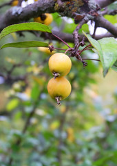Wild yellow apples on a branch in the fall.