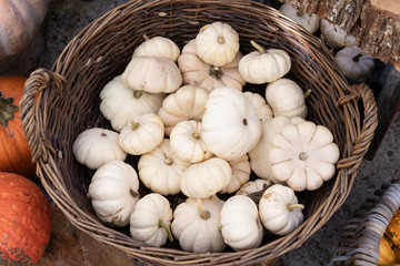 A full basket of decorative white pumpkins, autumn time