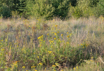 Fototapeta premium Tansy flower closeup.