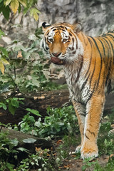  tiger against a background of greenery will smudge and lick a red predator on a close-up, against the background of greenery, the front of the body.