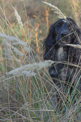 Portrait of a beautiful black Russian Spaniel that walks on the field in the grass