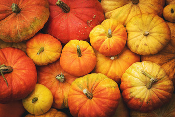 autumn harvest background - group of pumpkins. top view