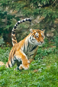 In a jump and run, vertically. Young tiger deftly jumps on green grass, a beast in a jump on a background of greenery of the jungle (forest), hunting a predator