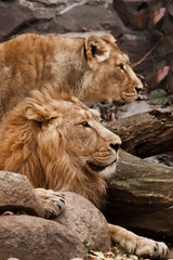 Naklejka premium Close-up of the face of the husband and wife in profile. Male and female lion against the background of bushes