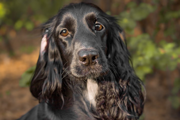 Autumn portrait of a Black Spaniel