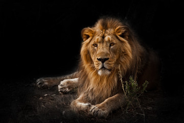  beast is a powerful maned male lion. Impressively lies and rests at night, black background, consecrated by light.