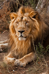 Plakat powerful male lion with a beautiful mane impressively lies against the background of bushes.