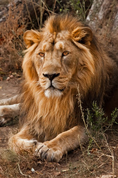 powerful male lion with a beautiful mane impressively lies against the background of bushes.