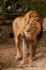 Naklejka na ściany i meble male lion with a beautiful maned male lion walking close-up, sunset light