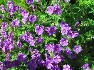 Garden, purple geranium on flowerbed, unpretentious rich flowering plant