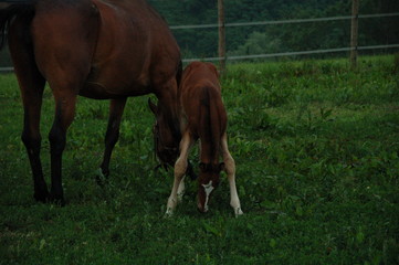 Fototapeta premium puledro