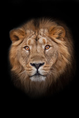 Fototapeta na wymiar Muzzle with a beautiful mane of wool with amber eyes, isolated black background. Muzzle powerful male lion with a beautiful mane close-up.