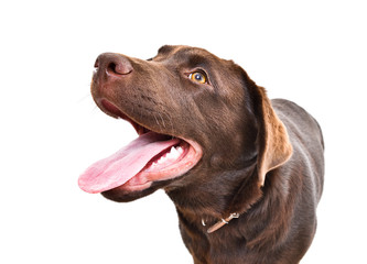 Portrait of a Labrador puppy, closeup, looking up, isolated on a white background