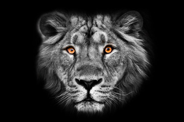 Naklejka na ściany i meble Muzzle powerful male lion with a beautiful mane close-up.