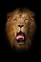 yawns, red mouth and tongue. powerful male lion with a beautiful mane impressively lies. head, isolated black background.