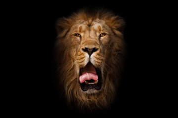 Fototapeta na wymiar yawns, red mouth and tongue. powerful male lion with a beautiful mane impressively lies. head, isolated black background.