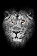 amber eyes on a black and white photo. lion male with mane lies with his paws out, isolated black...