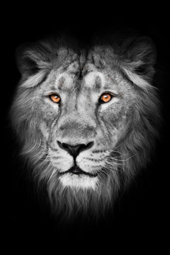 amber eyes on a black and white photo. lion male with mane lies with his paws out, isolated black background. Muzzle powerful male lion with a beautiful mane close-up.