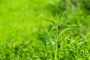 Top of fresh raw organic green tea leaf in plantation field farm