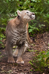 Fototapeta premium Puma (cougar) preparing to jump, close-up of a powerful muscular body of the beast on a background of green jungle (grass, green leaves), purposeful expression