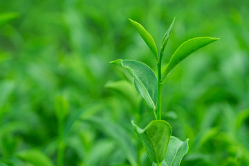 Fototapeta na wymiar Top of fresh raw organic green tea leaf in plantation field farm