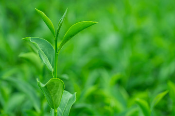 Top of fresh raw organic green tea leaf in plantation field farm