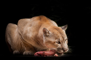 Obraz premium big cat cougar (cougar) eating a piece of meat, a predatory beast eagerly devours prey, closeup portrait isolated black background