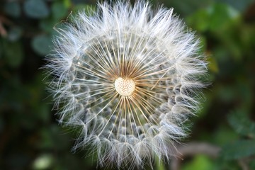 Fototapeta premium Dandelion Flower