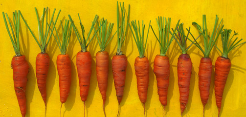 Orange juicy carrot with trimmed tails lies on a bright yellow background