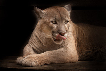 cougar greedily licks . lies isolated on a black background; slender powerful muscular body of the...